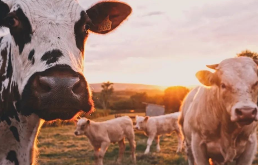 科技巨頭為什么不肯放過“豬牛羊”？