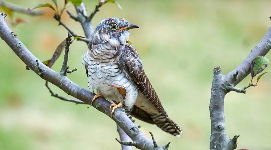 移遠(yuǎn)通信物聯(lián)網(wǎng)整體解決方案，助力小型鳥(niǎo)類(lèi)實(shí)現(xiàn)全球追蹤